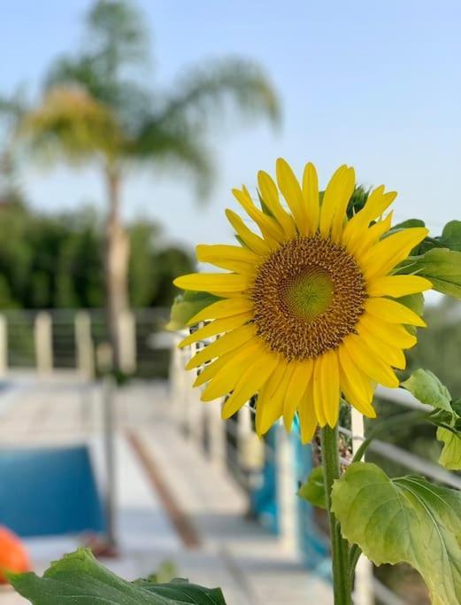 Marine'S Lux Villa:Golden Sunset Kalamata Exterior photo